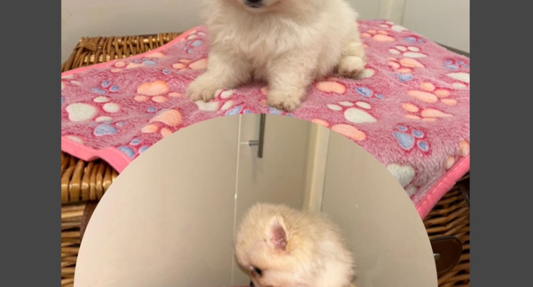 Tea Cup Pomeranian Puppy for Sale,