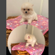 Tea Cup Pomeranian Puppy for Sale,