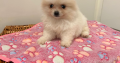 Tea Cup Pomeranian Puppy for Sale,