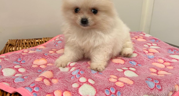 Tea Cup Pomeranian Puppy for Sale,