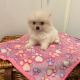 Tea Cup Pomeranian Puppy for Sale,