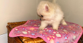 Tea Cup Pomeranian Puppy for Sale,