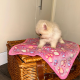 Tea Cup Pomeranian Puppy for Sale,