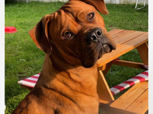 Dogue de bordeaux