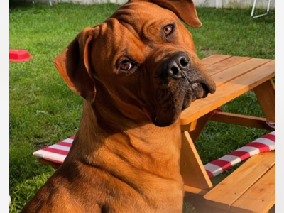 Dogue de Bordeaux in Durrow – Gentle Companion