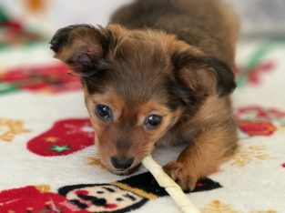 Beautiful Purebred Russian Toy