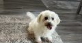 Rehoming Sterilised Bichon