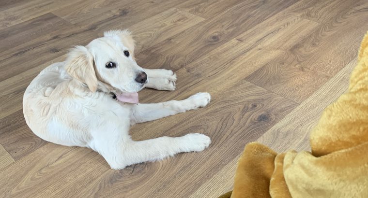 Golden Retriever in Meath – Friendly Pup for Sale