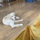 Golden Retriever in Meath – Friendly Pup for Sale