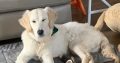 Golden Retriever in Meath – Friendly Pup for Sale