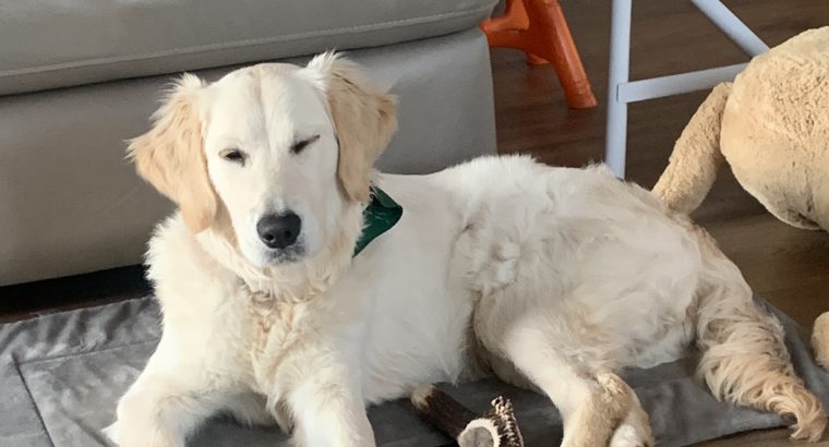 Golden Retriever in Meath – Friendly Pup for Sale