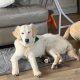 Golden Retriever in Meath – Friendly Pup for Sale