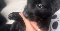 Golden Retriever / Border Collie Pups for Sale