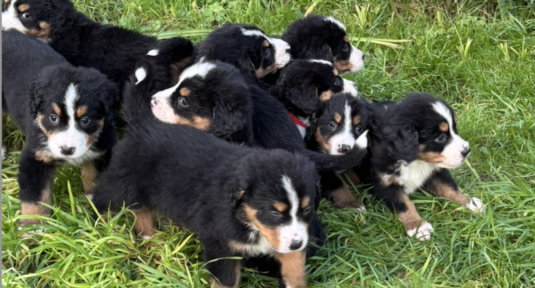 Bernese mountain puppies ready to go