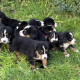 Bernese mountain puppies ready to go