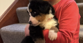 Bernese mountain puppies ready to go