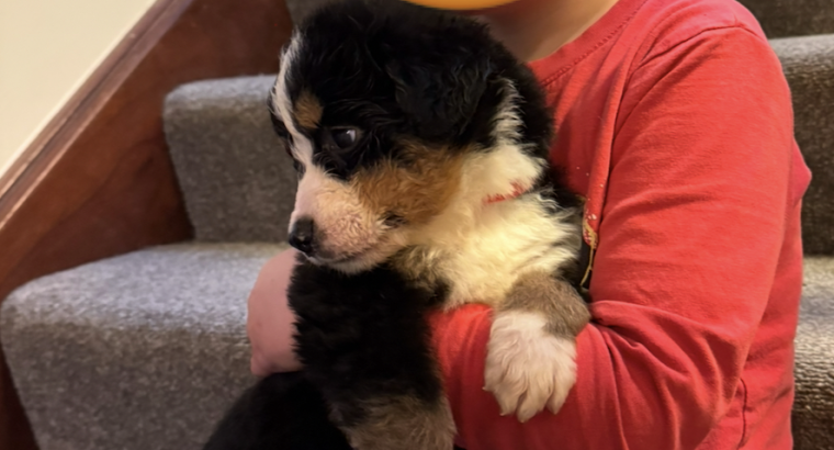 Bernese mountain puppies ready to go