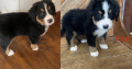 Bernese mountain puppies ready to go