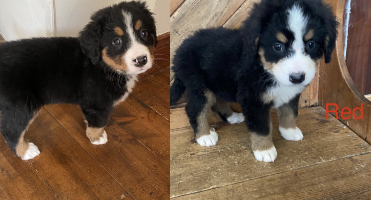 Bernese mountain puppies ready to go