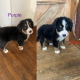 Bernese mountain puppies ready to go