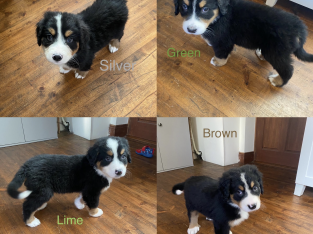 Bernese mountain puppies ready to go