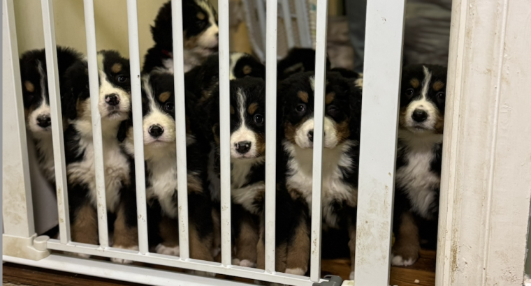 Bernese mountain puppies ready to go