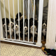 Bernese mountain puppies ready to go