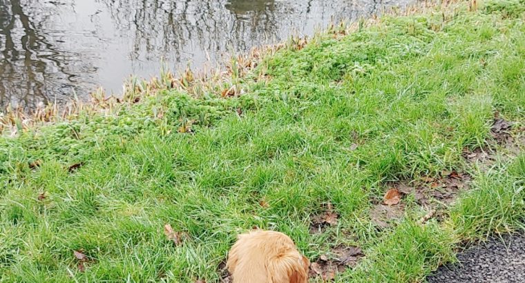 Cocker Spaniel