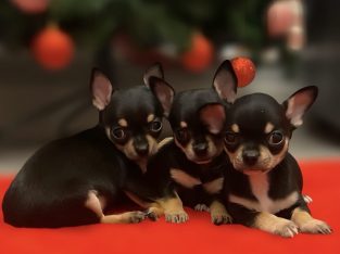 Chihuahuas