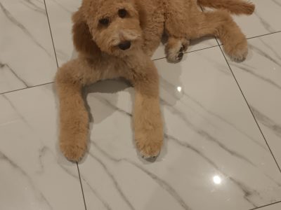 Irish doodle