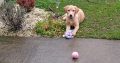 Golden Labrador in Ballymun – Energetic Pup