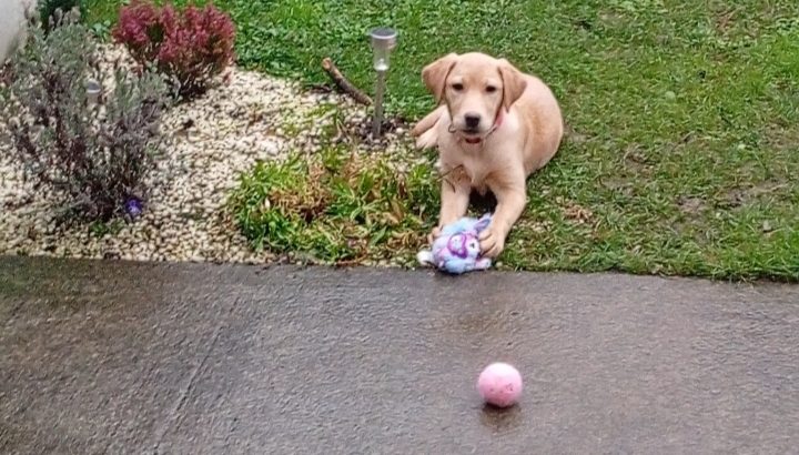 Golden Labrador in Ballymun – Energetic Pup