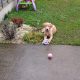 Golden Labrador in Ballymun – Energetic Pup