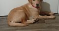 Golden Labrador in Ballymun – Energetic Pup