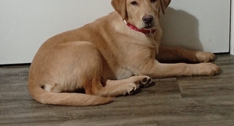 Golden Labrador in Ballymun – Energetic Pup