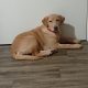 Golden Labrador in Ballymun – Energetic Pup