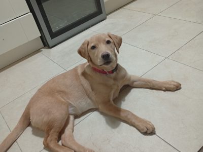 Golden Labrador in Ballymun – Energetic Pup