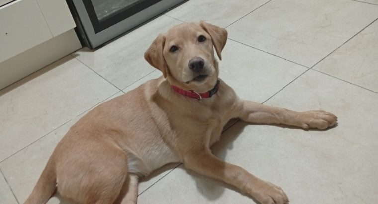Golden Labrador in Ballymun – Energetic Pup