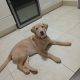 Golden Labrador in Ballymun – Energetic Pup