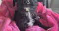 Poodle X Puppies for Sale in Meath – Family Raised