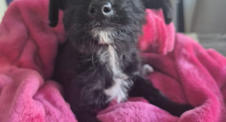 Poodle X Puppies for Sale in Meath – Family Raised