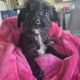 Poodle X Puppies for Sale in Meath – Family Raised