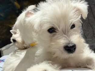 West Highland Terrier