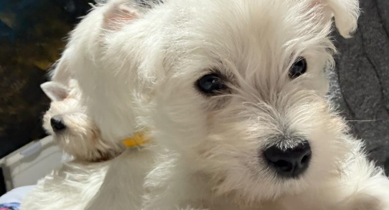 West Highland Terrier