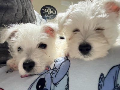 West Highland Terrier