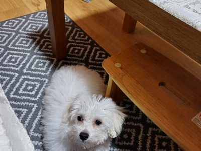 BISCHON FRISE Puppy