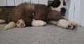 St bernard pups