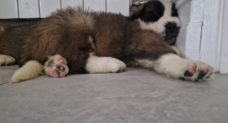 St bernard pups