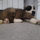 St bernard pups