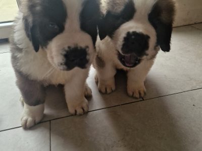 St bernard pups